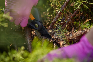 Hands of grower in pink gloves are trimming a twigs of overgrown green shrub using pruning shears....