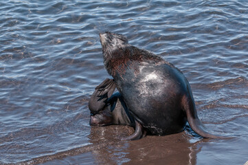 Fototapeta premium Northern Fur Seal (Callorhinus ursinus) at hauling-out in St. George Island, Pribilof Islands, Alaska, USA
