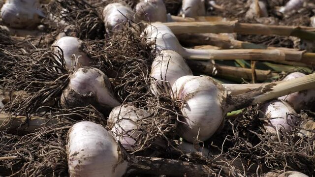 the farmer&rsquo;s hand puts freshly picked garlic heads to dry. garlic crop