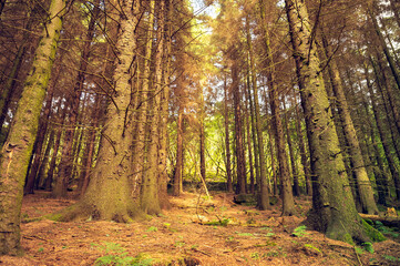 Fototapeta premium autumn forest in the morning