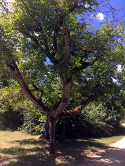 An interesting tree in nature!
The tree is located in the abandoned village of Kotli, Istria, Croatia!
