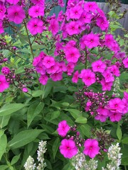 pink flowers in the garden