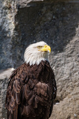 Bald Eagle (Haliaeetus leucocephalus) at Chowiet Island, Semidi Islands, Alaska, USA