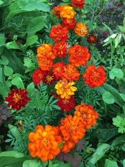 orange flowers