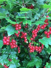 red currant bush