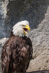 Bald Eagle (Haliaeetus leucocephalus) at Chowiet Island, Semidi Islands, Alaska, USA
