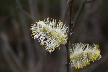 pussy willow branch