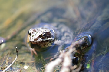 a grey brown toad frog sits in the water