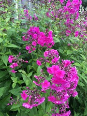 pink flowers in the garden