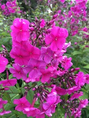 pink bougainvillea flowers