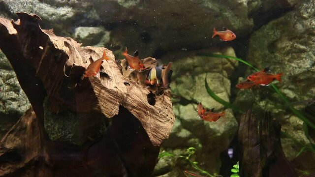 fish, fronds, gills, gold, Pethia conchonius, Chromobotia macracanthus, goldfish, gravel, green, freshwater, hobby, moor, pink, plants, reef, relax, rock, keeper, fins, fantails, darios, tank, aquariu