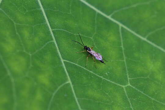 gro&szlig;e Blattwespe - Tenthredo mandibularis
