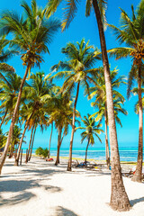 Fototapeta na wymiar Coconut palm trees on bright sandy beach