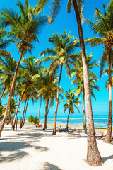 Obraz premium Coconut palm trees on bright sandy beach