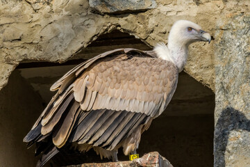 Griffon Vulture (Gyps fulvus) in Caucasus, Republic of Dagestan, Russia