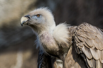 Griffon Vulture (Gyps fulvus) in Caucasus, Republic of Dagestan, Russia