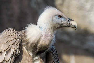 Griffon Vulture (Gyps fulvus) in Caucasus, Republic of Dagestan, Russia