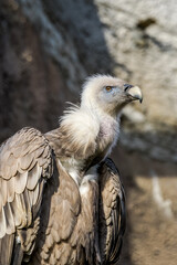 Griffon Vulture (Gyps fulvus) in Caucasus, Republic of Dagestan, Russia