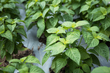 Tree basil or  Shrubby basil (Ocimum gratissimum) spicy ingredient for cooking food. Tree basil leaves is herb for ayurvedic medicine.