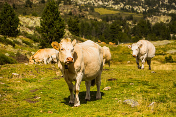 Mountain cow in La Cerdanya, Barcelona, Spain