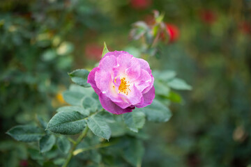 Beautiful colorful roses flower in the garden