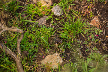 Mountain frog in Capcir, Pyrenees, France