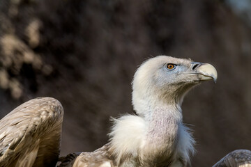 Griffon Vulture (Gyps fulvus) in Caucasus, Republic of Dagestan, Russia