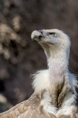 Griffon Vulture (Gyps fulvus) in Caucasus, Republic of Dagestan, Russia