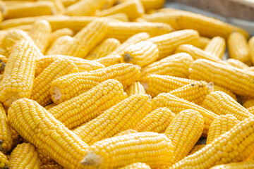 Several sweet corn ears. Yellow corn as vegetable background.