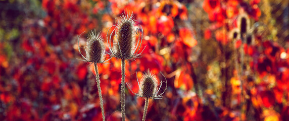 A brown dry thistles and bright red background. Autumn sunset.