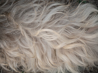 Fluffy dogs fur texture. Black and white wavy animal fell background. Puppy hair surface. Pet care,...