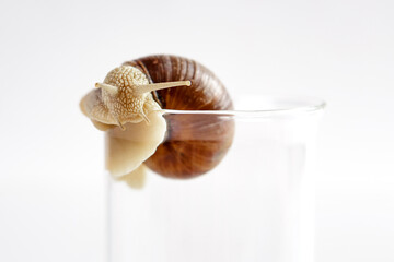 A grape snail with a brown shell crawls along the edge of a glass cup on a white background.