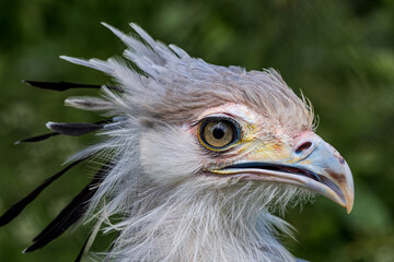 Secretarybird (Sagittarius serpentarius)