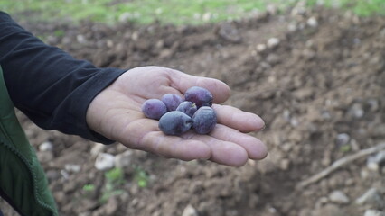 Close up of a man's hands holding a handful of olives.Farmer hand holding olives.