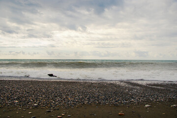 Stormy weather, bird, waves and splashes in Batumi, Georgia. Stormy Black sea.
