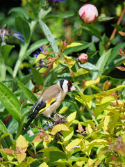 Goldfinch among flora
