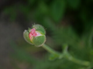 Close up of a pink poppy about to bloom