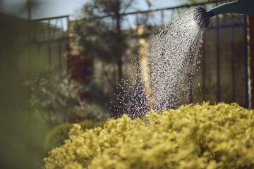 Green bush is watered from watering can in the afternoon in garden. Sunny day, blue sky and fence. Gardening care. Close up