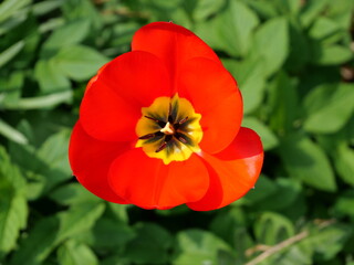 Top down shot of a red Tulip