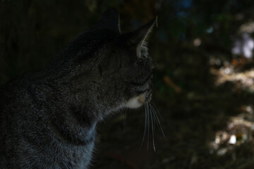 A beautiful dark cat sits under a bush and looks to the side.