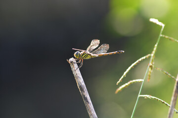 dragonfly on a branch