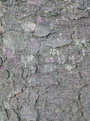 Tree trunk with bark