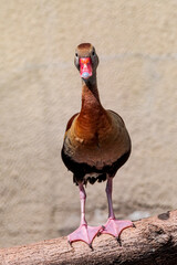 Black-bellied Whistling Duck (Dendrocygna autumnalis) in park