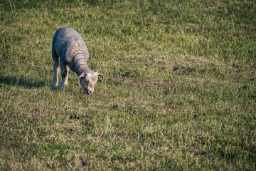 Agneau - Petit bébé brebis en train de paître dans une prairie