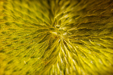 Extreme Macro photo of a beautiful Sunflower. Flower texture background.