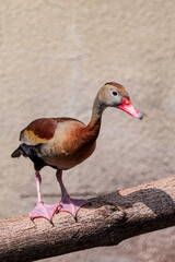 Black-bellied Whistling Duck (Dendrocygna autumnalis) in park