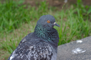 portrait of an ordinary city pigeon