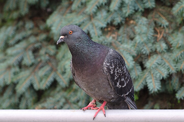 pigeon on the fence against the background of spruce