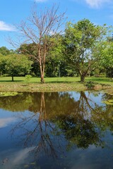 Fototapeta na wymiar Beautiful landscape view of the park with pond, lotus and tropical trees in summer time. Reflection on water. Nature background concept.