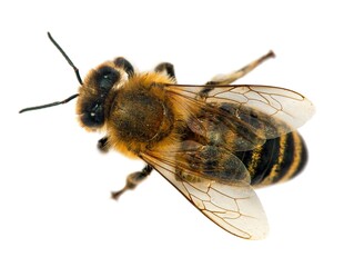 bee or honeybee in Latin Apis Mellifera